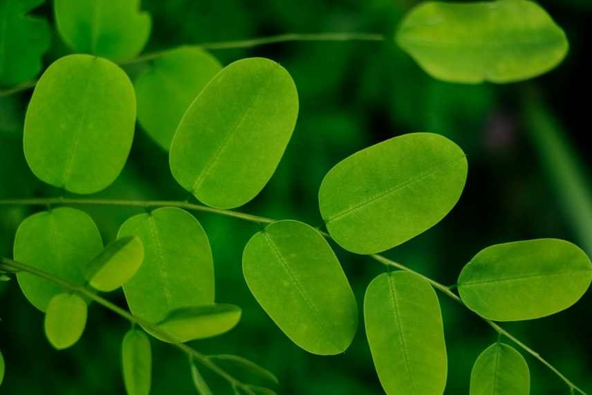 Image of Moringa leaves which are turned into powder to make Moringa Smoothies.